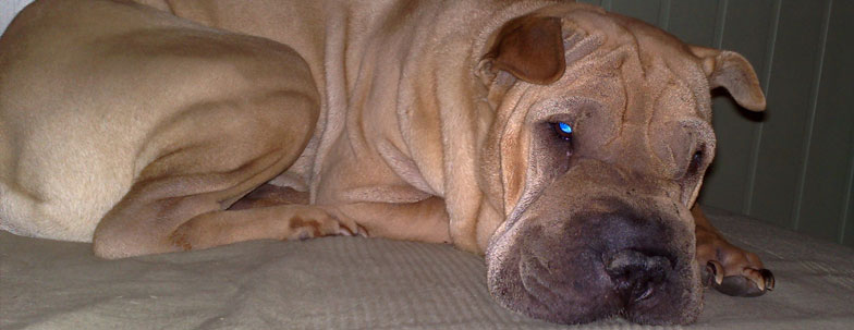 Заворот кишок (желудка) или синдром острого расширения желудка у собак